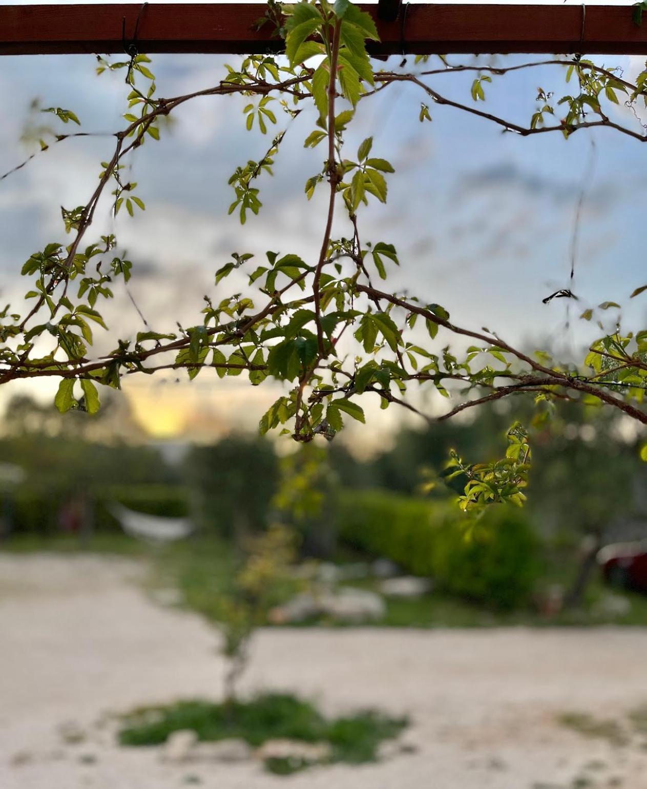 L'antico Trullo - Masseria Chiancarella Villa Fasano Esterno foto