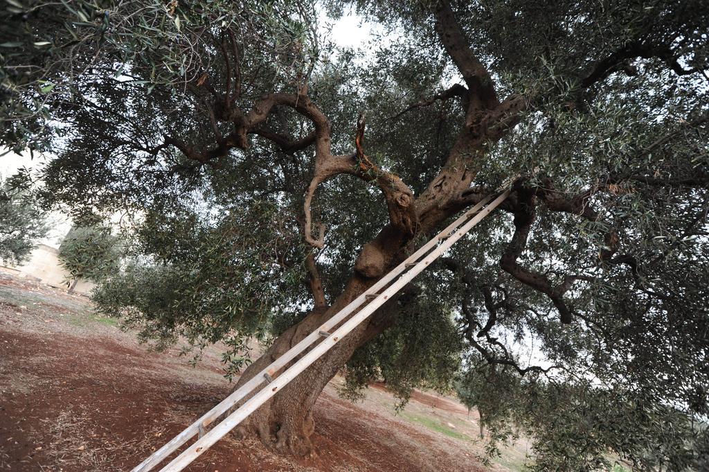 L'antico Trullo - Masseria Chiancarella Villa Fasano Esterno foto